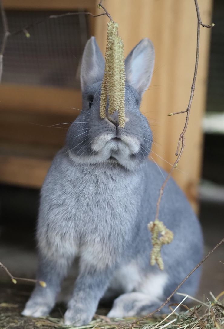 Osterschau des Kleintierzuchtvereins T8
