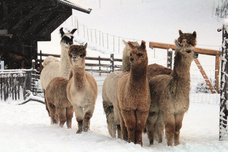 Kreative Winterwerkstätte 'Alpaka & Lama Winterzauber- zum anfassen nah'