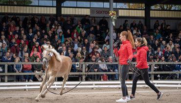 58. Tiroler Haflinger Stutfohlen Auktion