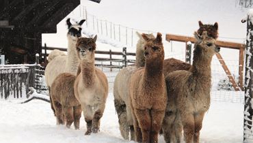 Kreative Winterwerkstätte 'Alpaka & Lama Winterzauber- zum anfassen nah'