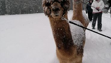 Spaziergang mit Lamas & Alpakas