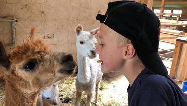 KINDER- UND FAMILIENPROGRAMM - Der Lilienhof ruft: Auf ins tierische Vergnügen!